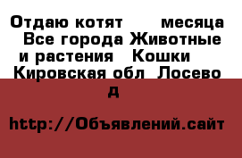 Отдаю котят. 1,5 месяца - Все города Животные и растения » Кошки   . Кировская обл.,Лосево д.